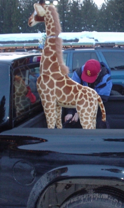Dad loading the giraffe into my truck in Mammoth